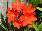 SCARBOROUGH  LILY