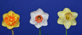 The LINK Award for 3 seedlings by the hybridizer was exhibited by Nial Watson of Ringhaddy Daffodils. 