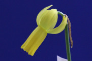 The mini Gold ribbon for the best single Miniature Daffodil in show was an astounding, tiny little Div 6 Seedling of Frank Galyons. Exhibited by Linda Wallpe and taken from the winning Watrous entry. When you see the Watrous, you'll see just how small this was!