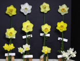 Oregon Daffodil Society Challenge Class for 12 winner; Exhibited by Elise Havens