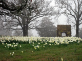 More photos of the Daffodil house at P Allen Smiths Farm. 