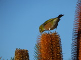 Male  Silvereye  in  his  smart  colours