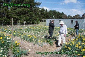 Tony And Graeme Davis In Tony's Daffodil Patch At Quindalup Farm