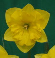 Div 11 Gold Lake Exhibited by pleasant Valley Daffodils