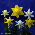 6 Miniature Daffodil Seedlings of mine.