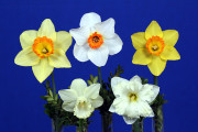 Classic 5 Stem Ribbon Winner. Exhibited by Betsy Abrams. Flowers are, from top left: Red Devon, Barrett Browning, Ceylon, Pastorale, Cassata.