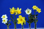 The Lavender Ribbon winner for the best 5 stem miniature daffodil entry. Exhibited by Betsy Abrams, the flowers are straight accross from left: Minnow, Tete a Tete, Litte Gem, Spoirot, and N. Joinquilla.