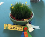 The Mini Species container ribbon was awarded to a pot of N. Bulbocodium, exhibited by Jaydee Ager. This also won the GDS special award for best exhibit in Horticulture. 