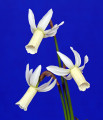The Mini White Ribbon for the best collection of 3 minis of the same cultivar was awarded to Snipe, exhibited by Janet Loyd. 