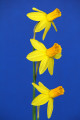 The Standard White Ribbon for the best 3 stem entry of the same Standard Daffodil was awarded to Itzim, exhibited by Darrin Ellis May. 