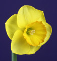 Best Intermediate Bloom, Reg Nicholl 2Y-YYR exhibited by Kirby Fong