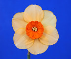 The Gold Ribbon for the best standard single stem in show was Lightning Fire, exhibited by Becky Fox Matthews.