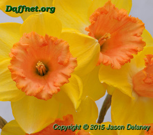 Color run daffodil