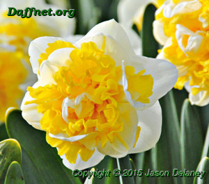 Doctor witteveen daffodil