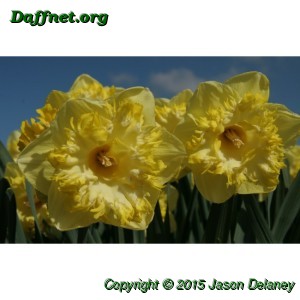Snowtip daffodil