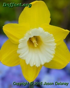 Greengarden daffodil
