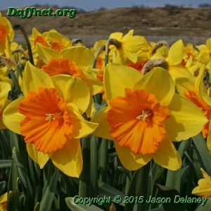 Pride of lions daffodils