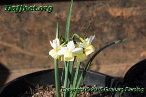 Kb triandus hybrid with  florets