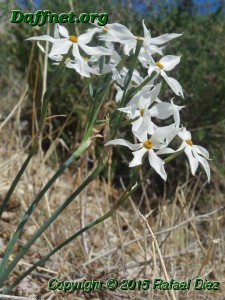 Narcissus elegans