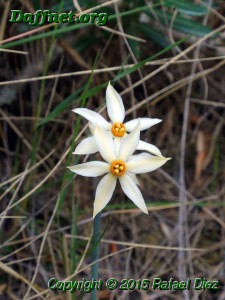 Narcissus elegans f. aurantiacus