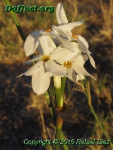 Narcissus obsoletus x 6 flowers