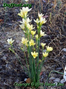 Narcissus x perez-larae