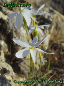 Narcissus serotinus