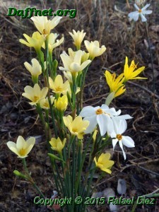 Narcissus perez-larae, Narcissus obsoletus and Narcissus cavanillesii