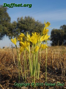 Narcissus cavanillesii