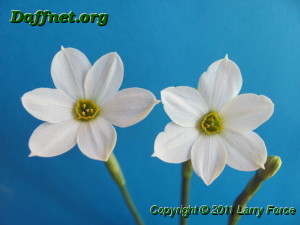 Daffodil seedlings 355