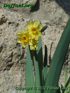 Narcissus tazetta subsp. aureus