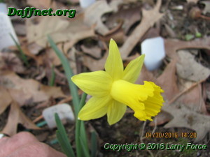 January blooms 2016 010