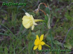 Narcissus fernandesii and hybrid