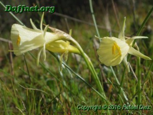 Narcissus romanensis