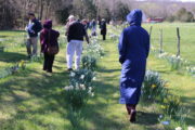 Visitors explore the remote "cow pasture" field of Cindy and Joy's daffodils. 