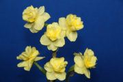 The Historic 3 stem AND single stem. Yellow Cheerfulness, exhibited by Jim & Janet Wilson. 