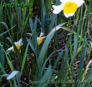 The difference between a small intermediate and a standard daffodil