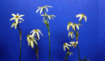 5 Different Mini Green Blooms. by Harold Koopowitz & Steve Hampson. 