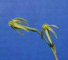 N viridiflorus (The GREEN Miniature Species!)