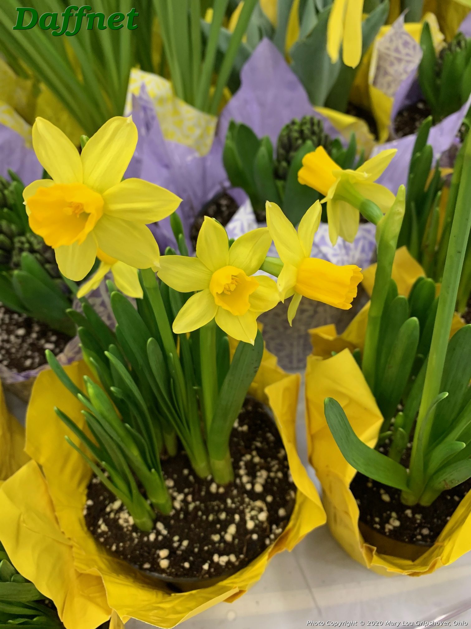 Grocer daffodil 24th Annual