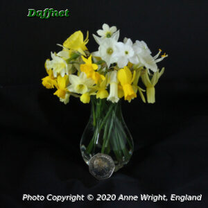 daffodil vase