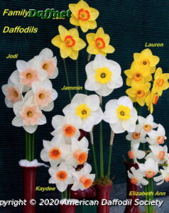 Family-Daffodils.jpeg