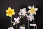 Historic Daffodil Collection of Five Ribbon Winner