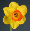 Bantam daffodil, photo taken by Kirby Fong