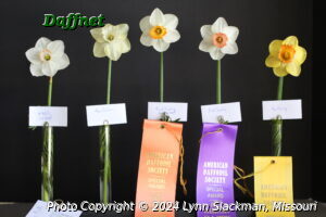 The Best Intermediate Collection of Five ADS Ribbon was awarded to Gerard Knehans for Sdlg 402, Amy Susan, a Reed Sdlg of 2W-YYO, Pink Sunday, and Ka-Ching