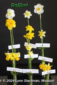 Bankhead Ribbon for best miniature collection of 9 stems from at least three divisions was Lynn Slackman for 'Itsy Bitsy Splitsy', 'Segovia', 'Twinkling Yellow', 'Rikki', 'Shaw's Legacy', 'Golden Quince', 'Little Rusky', 'Angel's Whisper', and 'Cyclataz'.